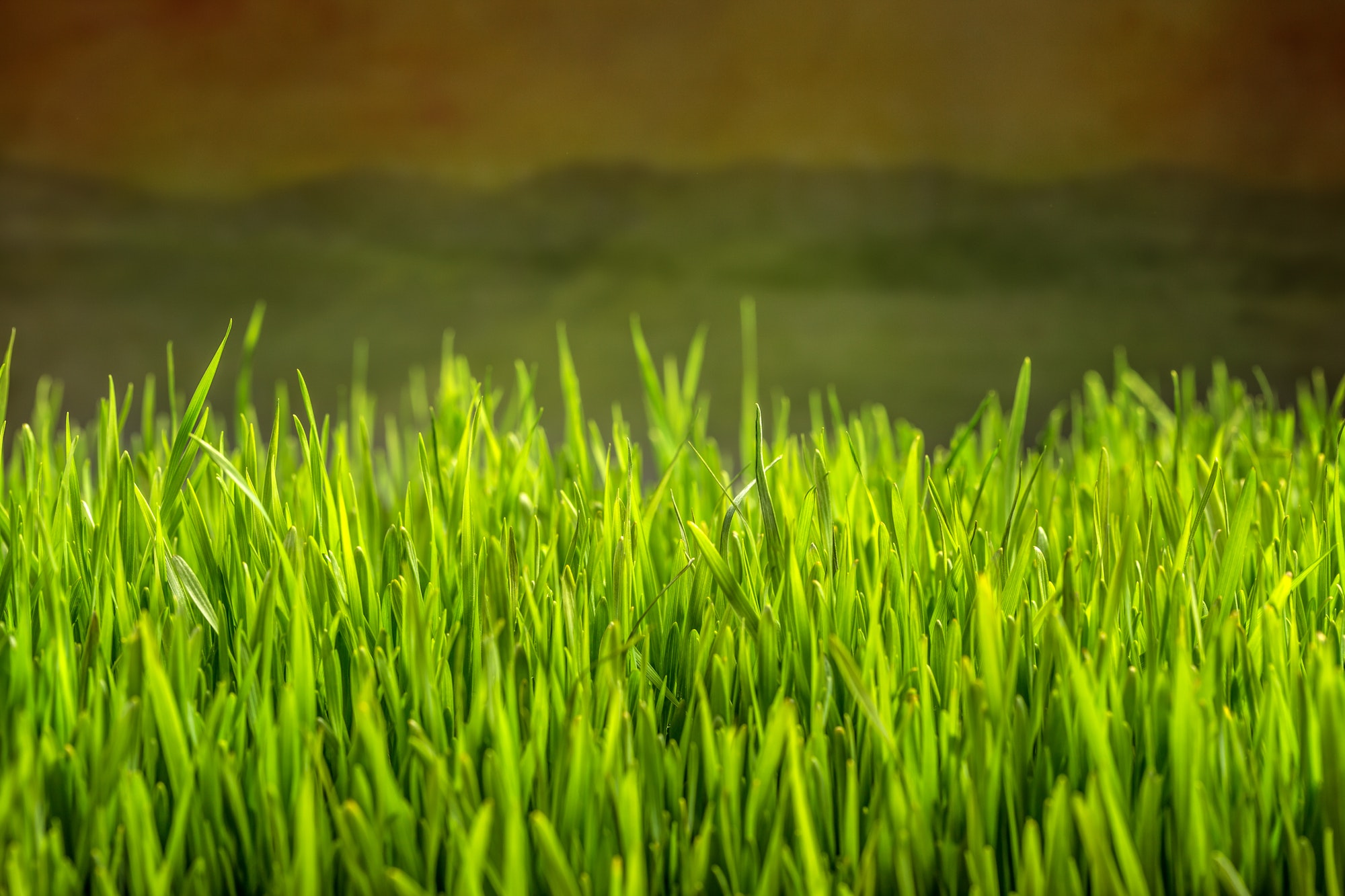 Green grass for earthing