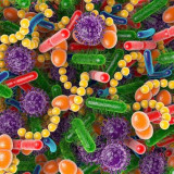 microbiome diversity is linked to improved gut health