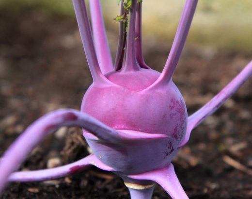 purple kohlrabi